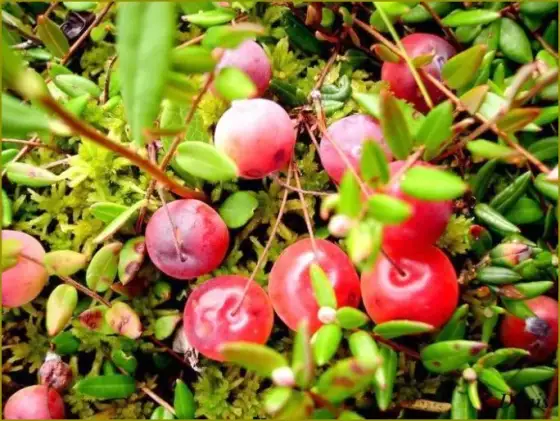 Jak rośnie żurawina w lesie – sekrety jej wzrostu i środowiska