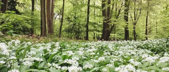Jak wygląda czosnek niedźwiedzi w lesie? Cechy, które musisz znać